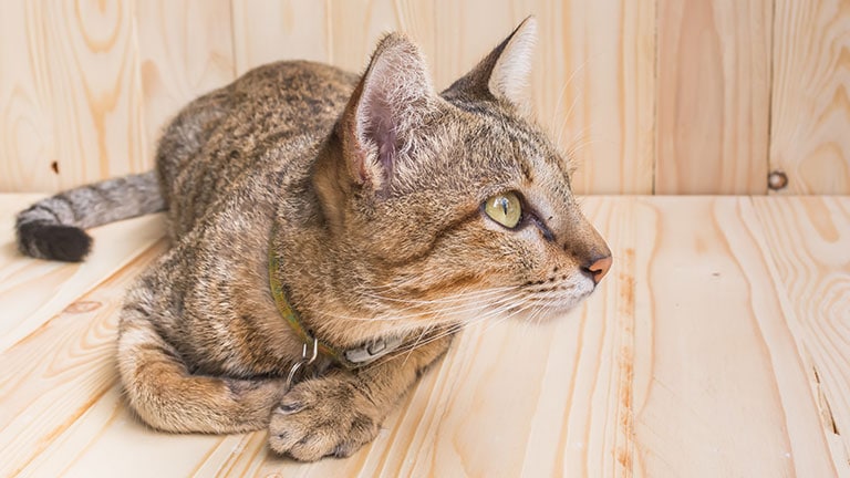 feeding cats with kidney disease