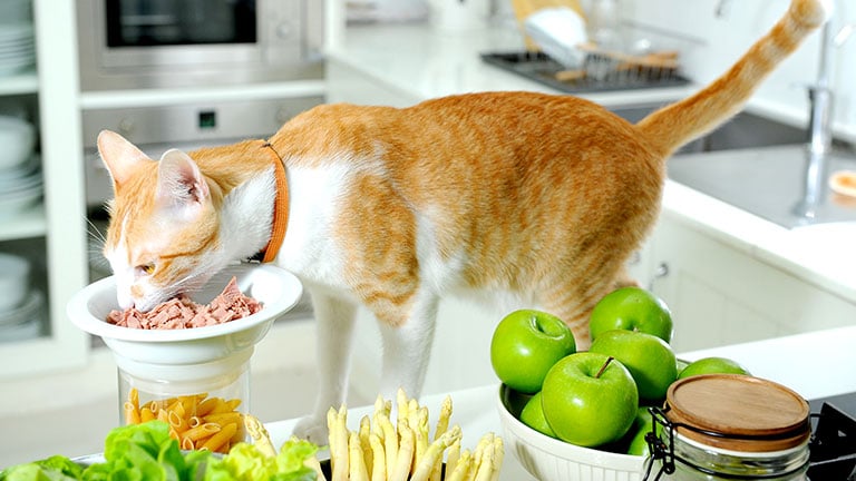 Best Fish-Free Cat Food - Kitty Catter