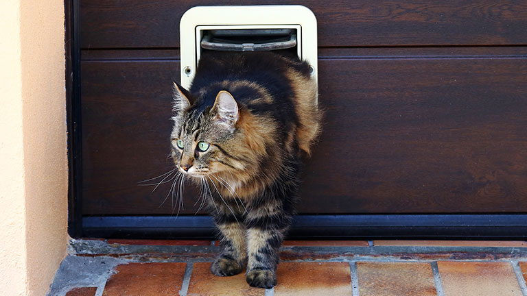 best pet door for cats